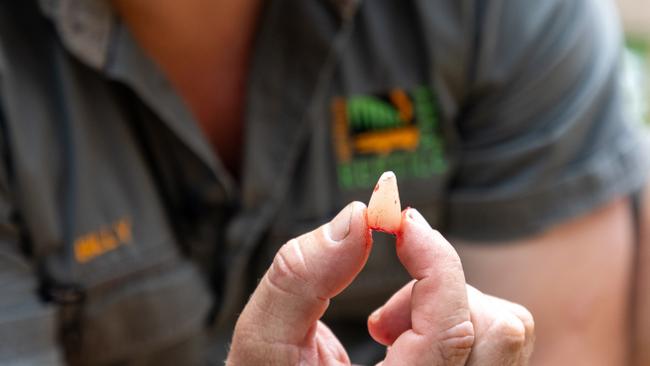 Billy Collett holds a tooth extracted from Elvis. Picture: Australian Reptile Park