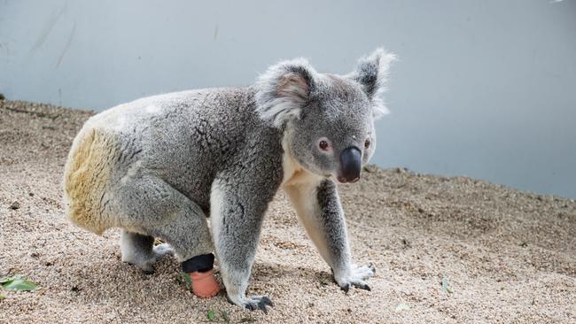 ‘Devastated’: Lismore mourns loss of Triumph, the three-legged koala