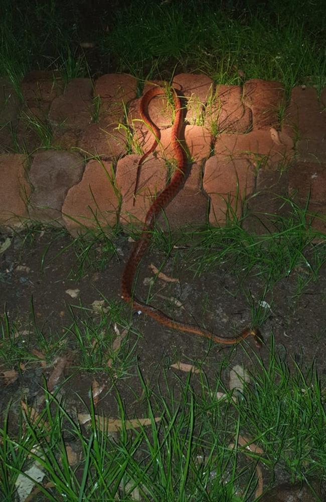 Brown Tree Snake from Flagstone Creek on October 16, 2022. Picture: Chris Jennings Lockyer Valley Snake Catcher/FB