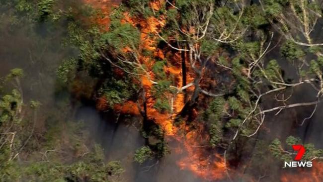 Firefighters are on the scene of a bush fire at Northmead which has flared up in dangerously hot and windy conditions. Picture: Seven News