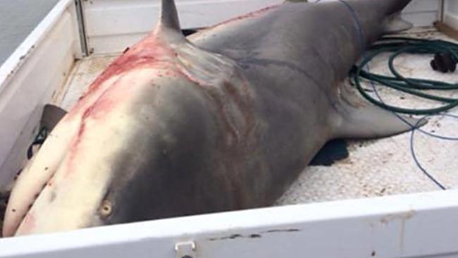 Splashing, turbulence': Fatal Ballina shark attack captured on