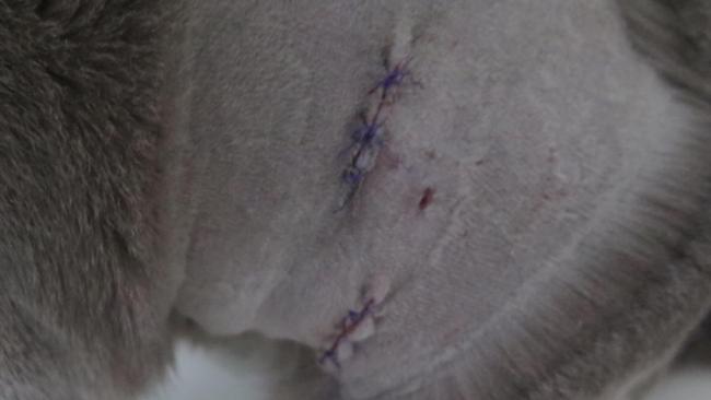 Close-up of Ollie’s injuries.