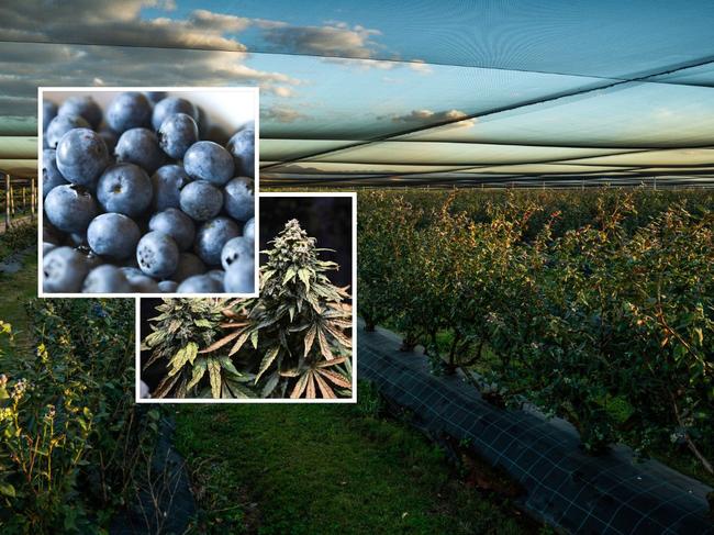 Blueberry farm in Northern NSW comes with potential for 'medicinal cannabis'. NSW Real Estate