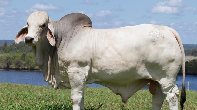 Nobbs Cattle Co annual Brahman sale was held on property in Duaringa, Queensland, and NCC Justified sold for a record<b/>$325,000.<b/>