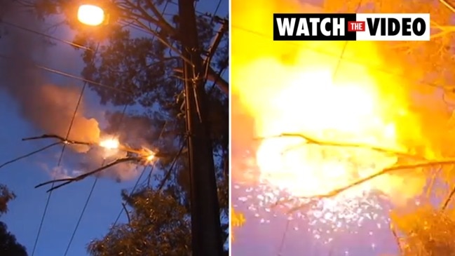 Tree branch falls on power lines (7NEWS)