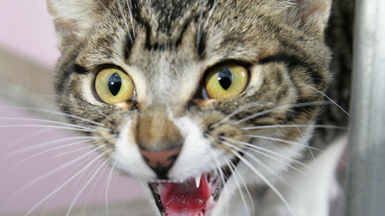 Sunshine Coast: Cat attack in Maroochydore | The Courier Mail