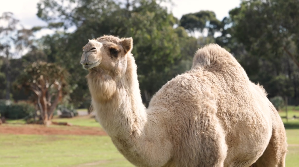 One thing Saffron does not need is a beauty treatment – just look at those eyelashes! Picture: supplied