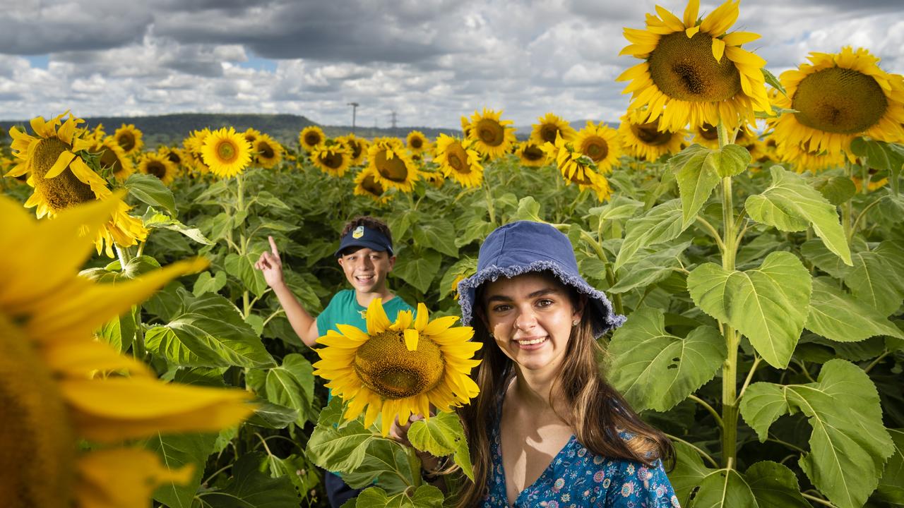 Will and Georgia Connolly as Warraba Sunflowers opens its drone-planted sunflower field to visitors. Picture: Kevin Farmer