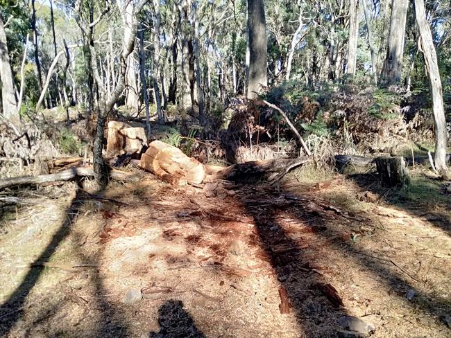 Four people were allegedly found cutting down a tree at the site for the proposed new prison just outside of Westbury. Picture: Supplied