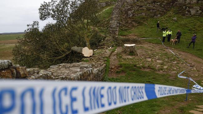 Only a stump was left where the tree once proudly stood. Picture: Jeff J Mitchell/Getty Images