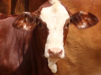 Foot and mouth disease in Australia spreads: what we know