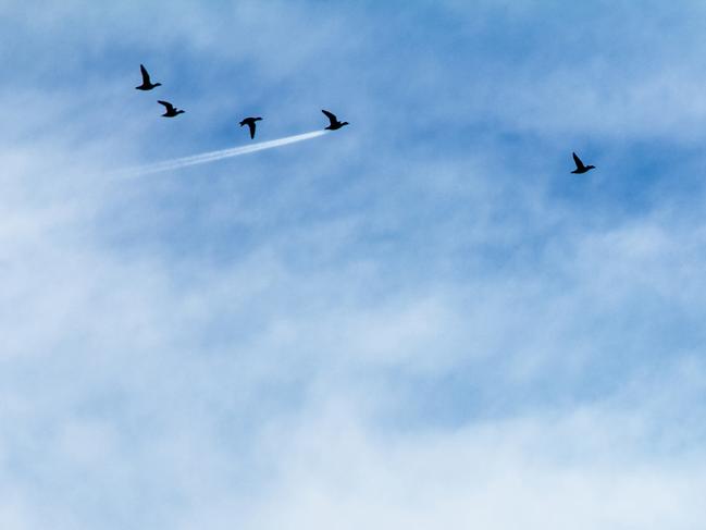 A bunch of widgeon over Preston, England, set an impressive pace. Picture: John Threlfall/Barcroft Images