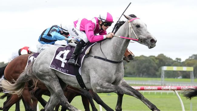 Reliable mare Frigid will be hard to beat third-up in the last race of Saturday’s Mornington Cup meeting. Picture: Racing Photos via Getty Images.