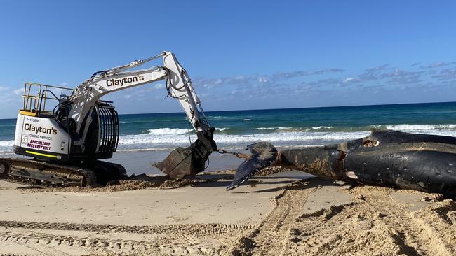 Clayton’s Towing was engaged to tow the dead animal, which washed up at Rainbow Beach, into the Great Sandy National Park where it was buried. Picture: DES