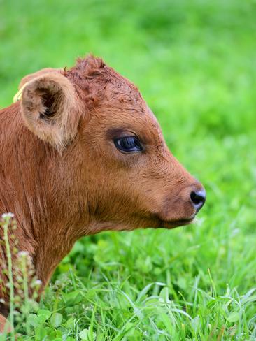 The mission at How Now Dairy is to rid the world of Bobby Calves - the 5 day old calves that are essentially a by-product in the commercial world of Dairy Farming. Picture: Zoe Phillips