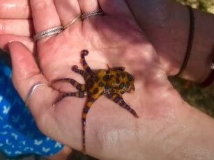 tourist picks up blue ringed octopus in Bali. Picture: kaylinmarie21