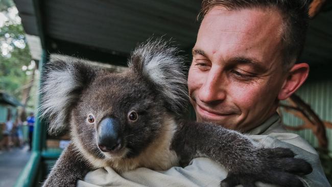 General Curator at Featherdale Wildlife Park Chad Staples with a Koala at Featherdale Wildlife Park Doonside. Picture Craig Greenhill