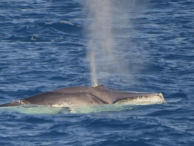 Guests and crew aboard Port Douglas-based dive and snorkel vessel Silversonic were witness to a rare sighting of an Omuraâs Whale while enroute to Agincourt Reef. Photo: Supplied.