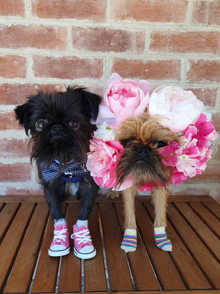 Instagram dog Squid the griff — Australia’s leading news site