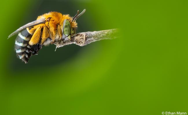 The portfolio prize winning entry featured this blue banded bee taken on the Sunshine Coast, Queensland. Picture: Ethan Mann/2020 Australian Geographic Nature Photographer of the Year Awards
