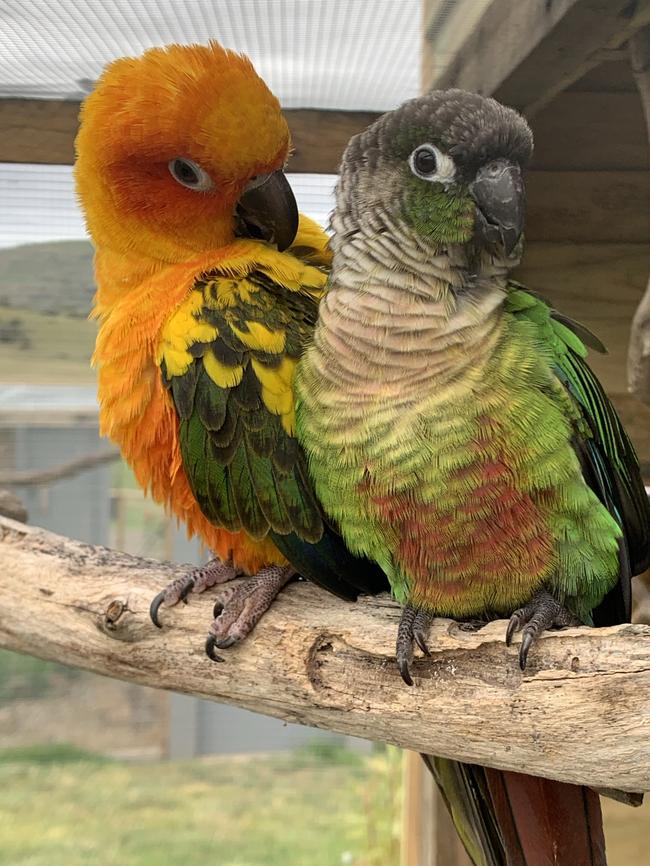 Aquila Glamping is home to plenty of native birds and a few pet parrots as well. Picture: Supplied.