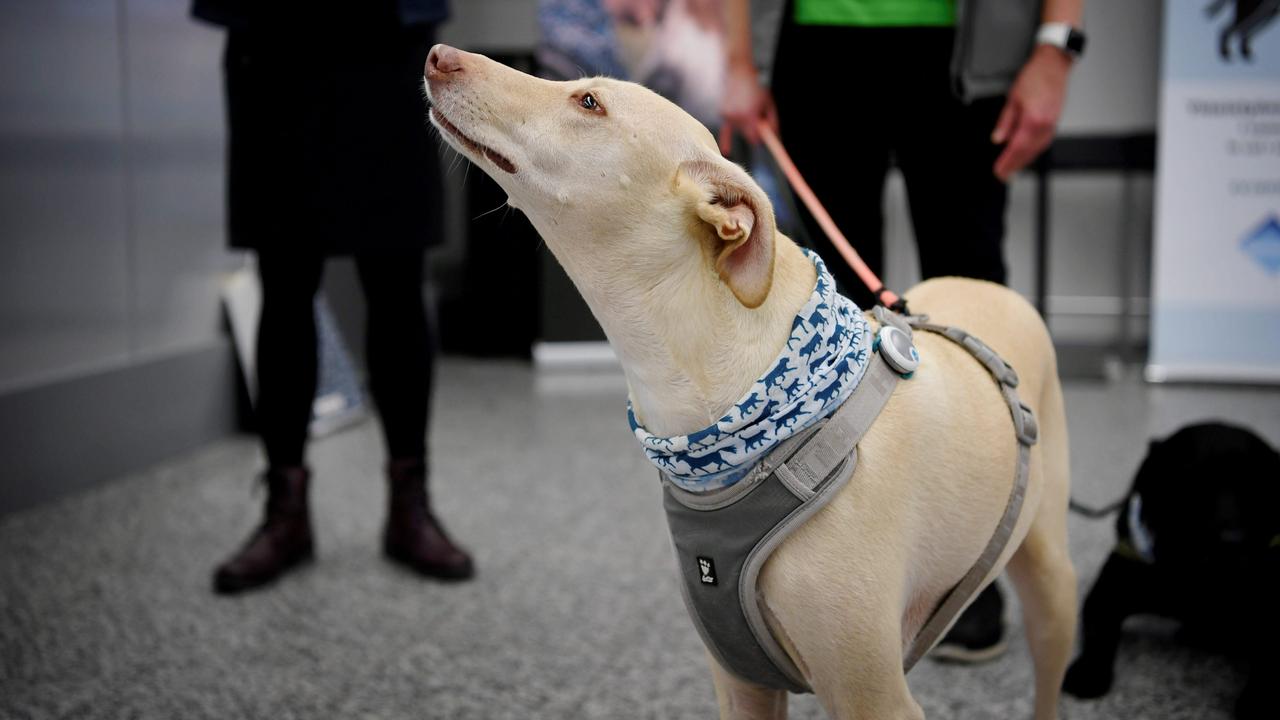 Coronavirus sniffer dog Kassi is trained to detect Covid-19 in arriving passengers at Helsinki Airport in Finland. Picture: Antti Aimo-Koivisto/Lehtikuva/AFP/Finland OUT