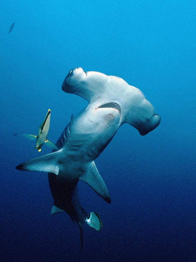 Scalloped hammerhead sharks are listed as vulnerable in NSW waters.