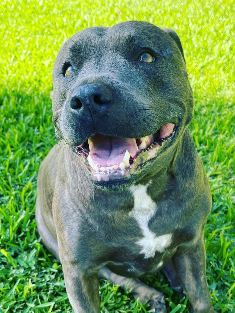 Tilly the four-year-old English staffy, submitted by Karen Crompton from Umina Beach