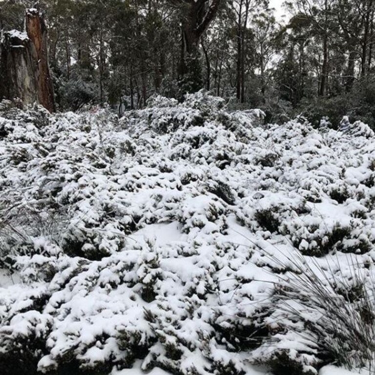 Snow in Cradle Mountain. Picture: @talana.cook