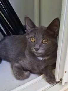 Keiza is available for adoption via AdoptMe Kittens. Photo: Supplied.
