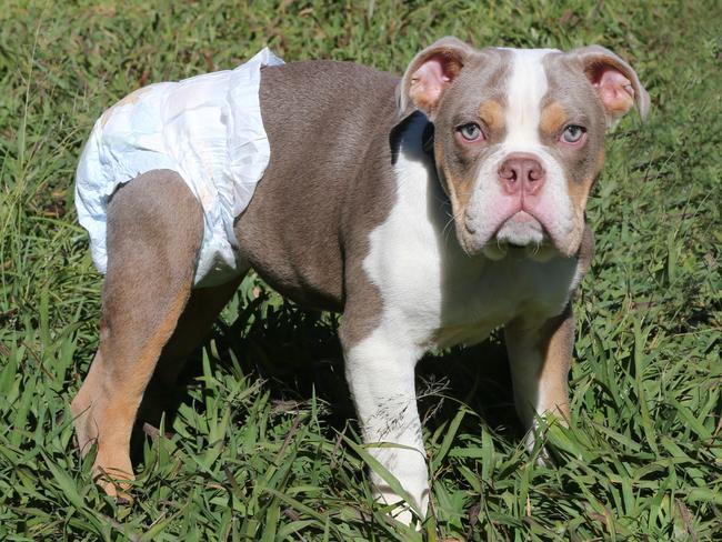 File photo: Burt Bumble the Australian Bulldog from Storybook Farm-Sacred Animal Garden wearing a nappy at Paws at the Park, Gold Coast dog markets in Mudgeeraba in 2017. Storybook Farm operator Lisa-Jayne Cameron said the animals were not left in nappies for long to minimise the risk of nappy rash. Picture Glenn Hampson