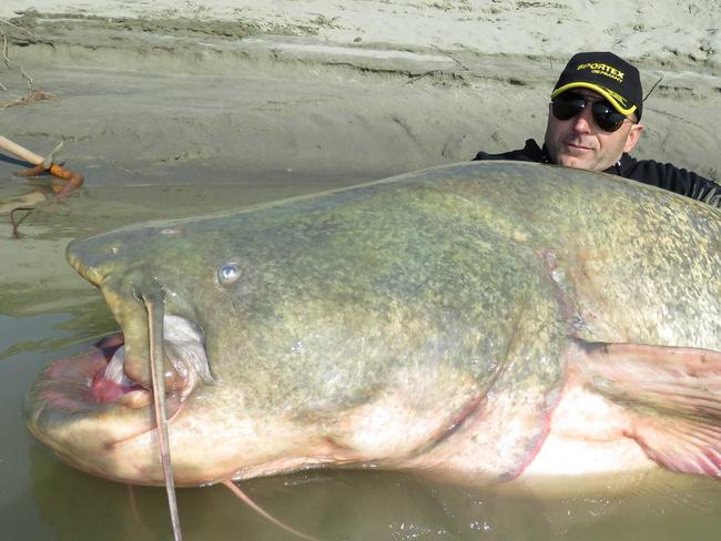 Italian angler Dino Ferrari with a massive Wels catfish that measured 2.67m and weighed 127kg. Picture: Sportex Italia/Facebook