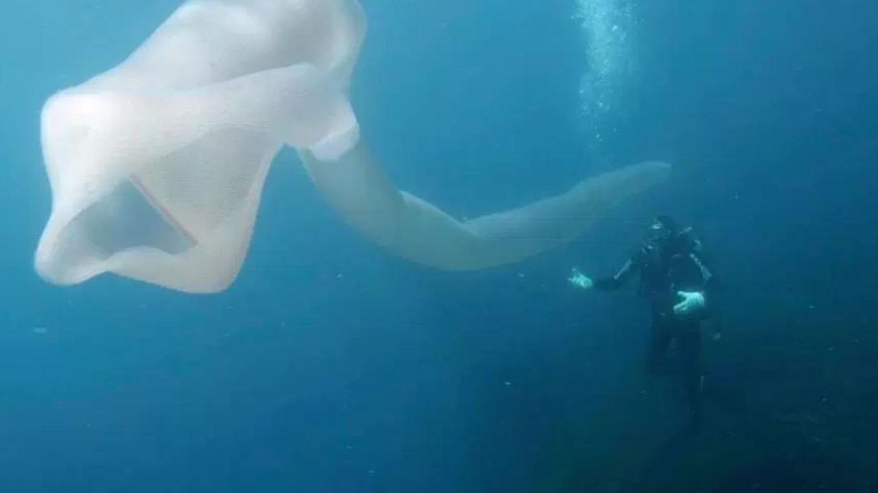 The giant sea creature was filmed moving delicately through the water. Picture: Caters News Agency