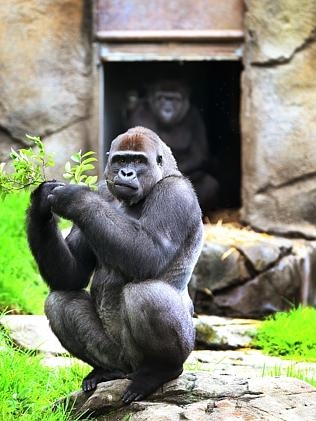 Taronga Zoo’s French-born Male Gorilla Kibali And Two Female Primates 