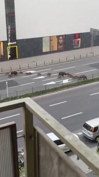 This Pack of wild boars roam streets in Poland