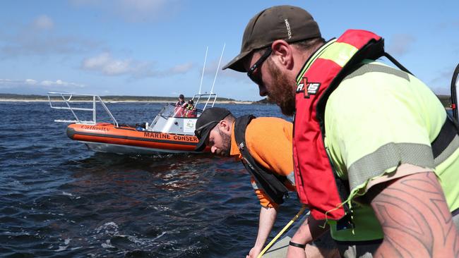 Tom Mountney of Petuna Acquaculture on left. Stranding of over 200 pilot whales at Macquarie Heads near Strahan Tasmania. Picture: Nikki Davis-Jones