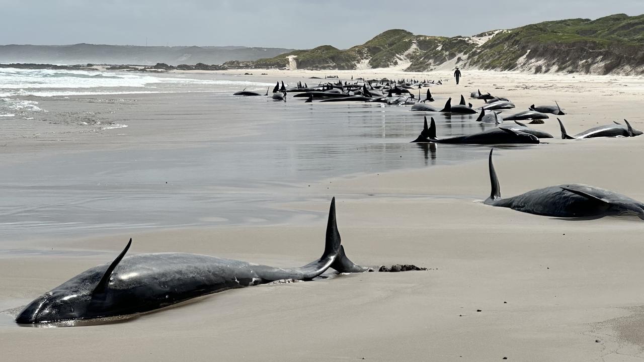 Mass whale stranding near Arthur River on Tasmania's West Coast on February 19, 2024. Picture: NRE Tas