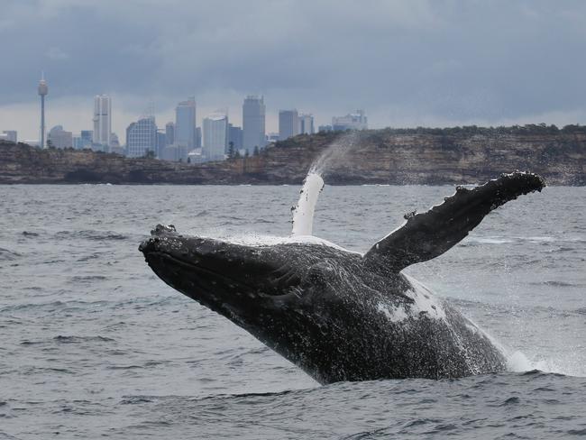 Humpback display starts Sydney whalewatching season | Daily Telegraph