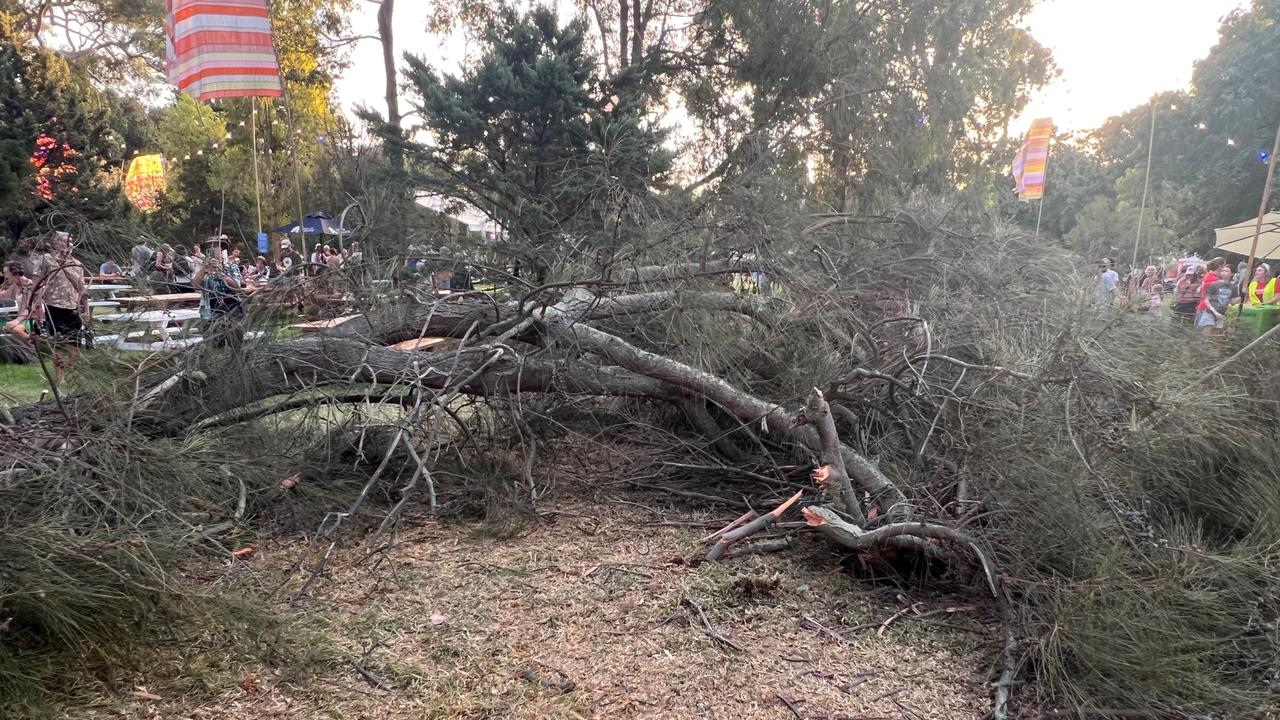 The large tree branch that fell at WOMADelaide, injuring two people . Picture: Rod Savage