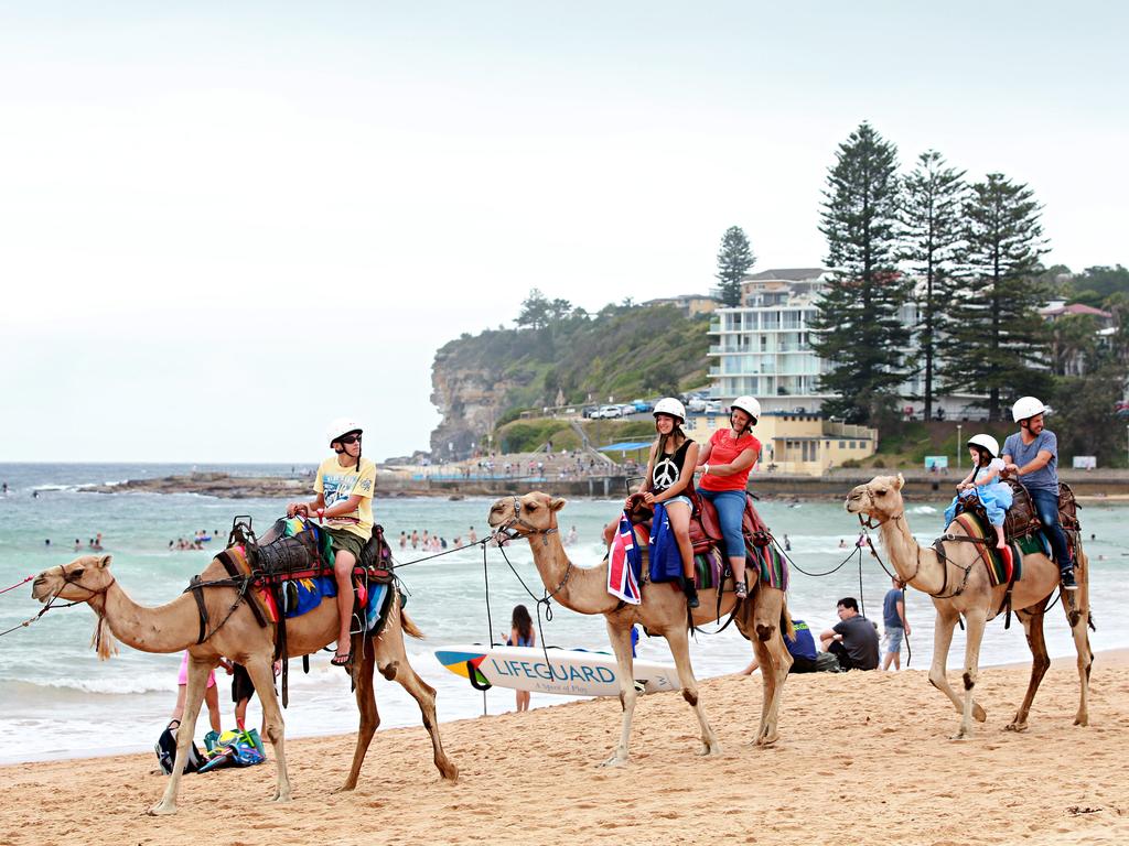 Camel riders on Dee Why Beach as part of the Australia day celebrations. Picture: Adam Yip