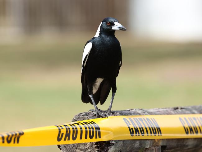 The magpie that caused the accident at Glindermann Park in Holland Park West. Picture: Liam Kidston