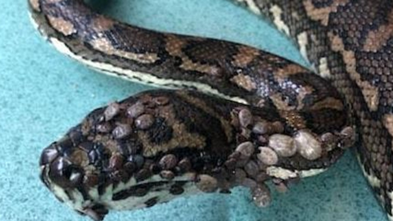 The snake was found in a backyard pool as hundreds of ticks nestled in its skin. Picture: Gold Coast and Brisbane Snake Catcher