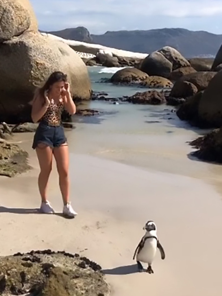 She later issued an apology after learning some of the birds struggled to mate under pressure from camera-wielding tourists