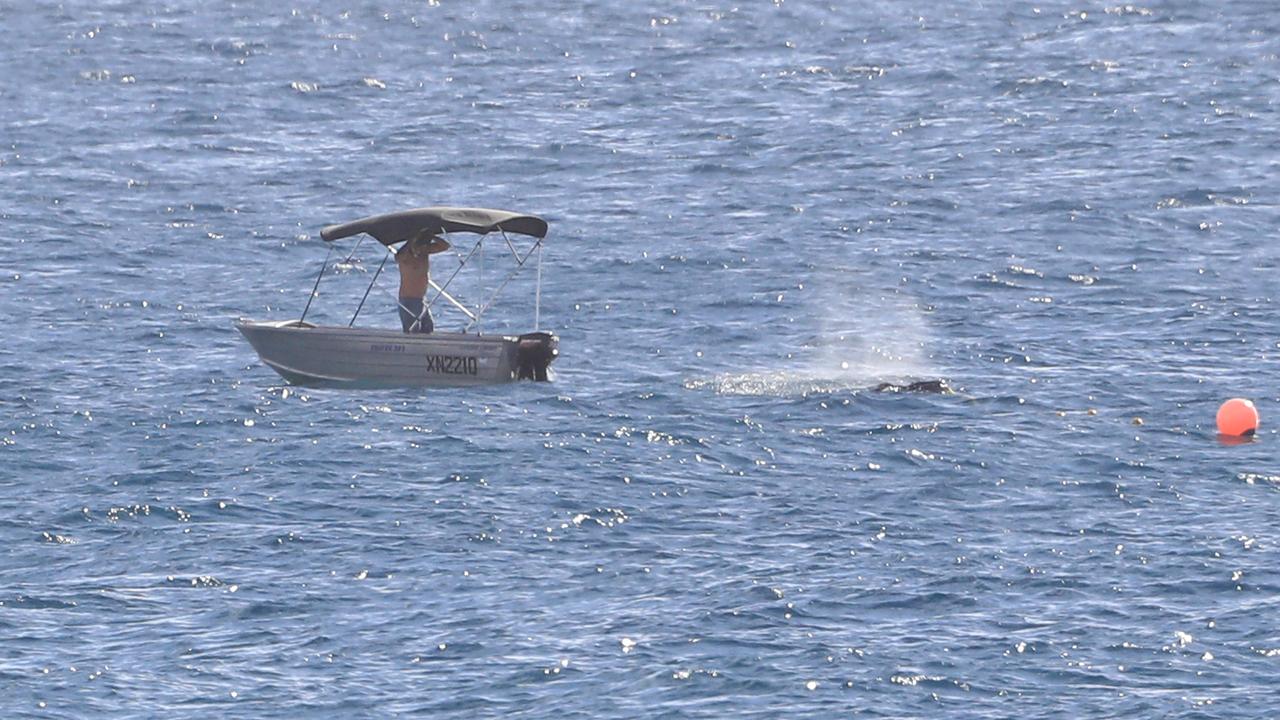 The man who raced to free the baby whale from shark nets off the Gold Coast.