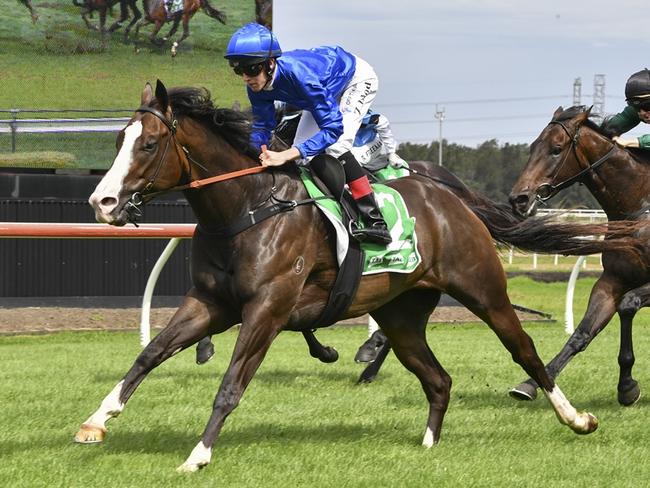 Flashy gelding Zaragoza can make a winning start to his career with new trainers Robert and luke Price at Kembla on Thursday. Picture: Bradley Photos