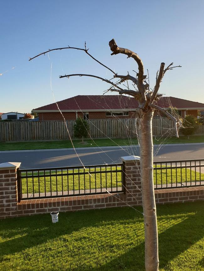 Jess Mastrangioli found spider webs in her front yard in Koo Wee Rup.