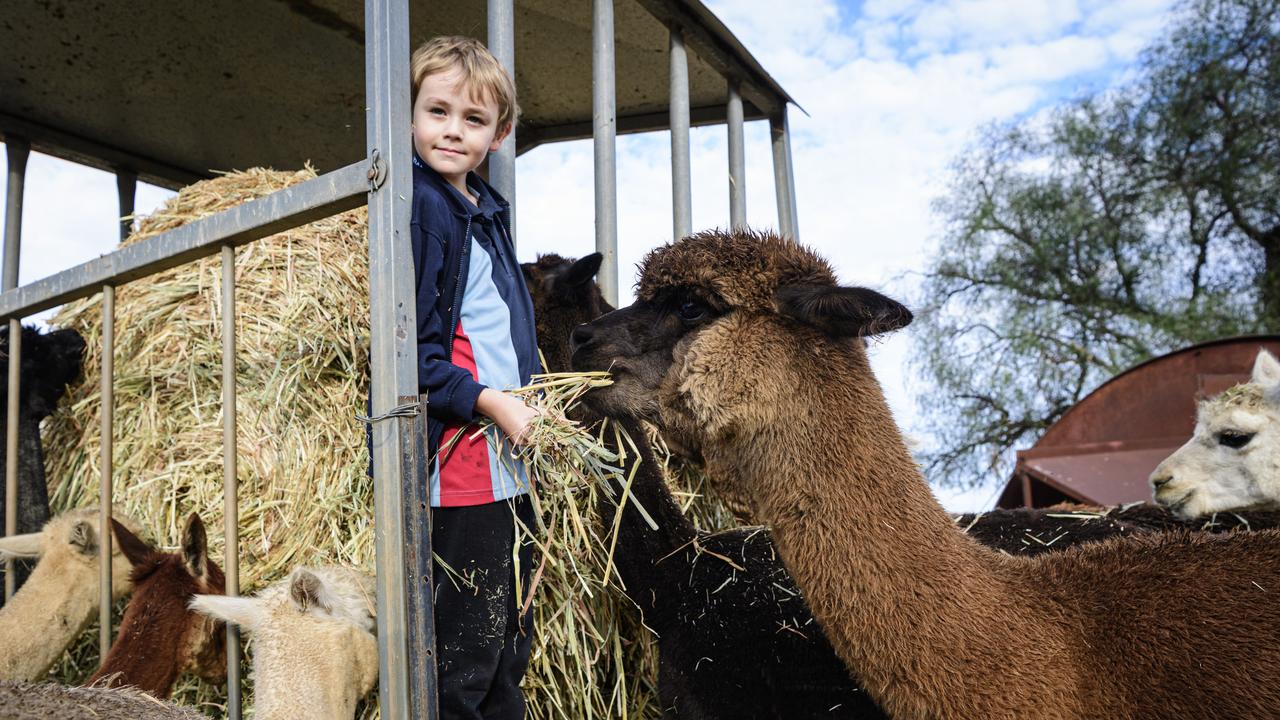 Alpaca farm open day to celebrate curious creatures