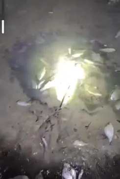 WATCH: Mystery dead fish at Double Island point