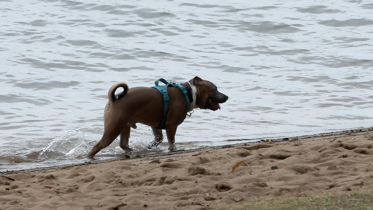 Dogs roaming around off leashes are one of the issues council hopes the proposed beach ban will stop. Picture: Liam Kidston