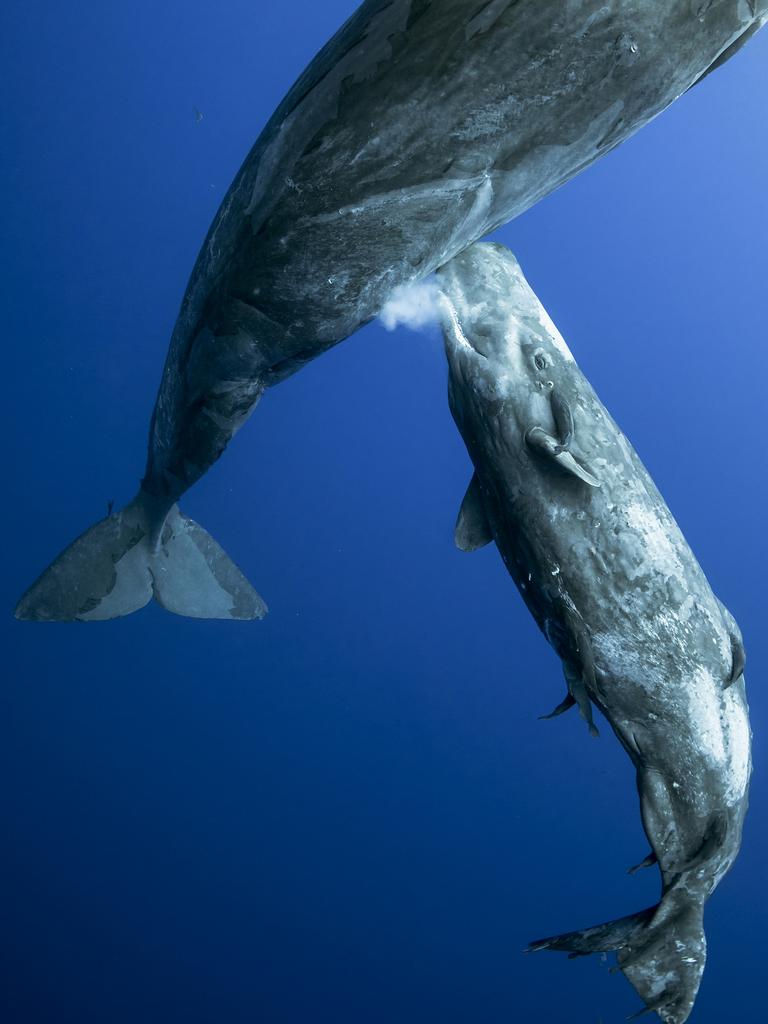 Sperm whales are mammals and their young feed off their mother’s milk. Picture: Mike Korostelev/UPY 2021